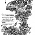 План дела арьергарда Гвардейского корпуса при отступлении его от Соколова и Черьина до Старого Якаце 5 мая